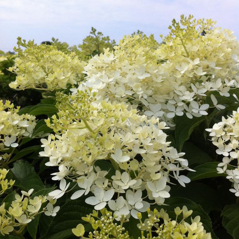 Phantom Hydrangea
