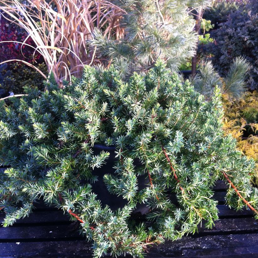 Emerald Sea Shore Juniper