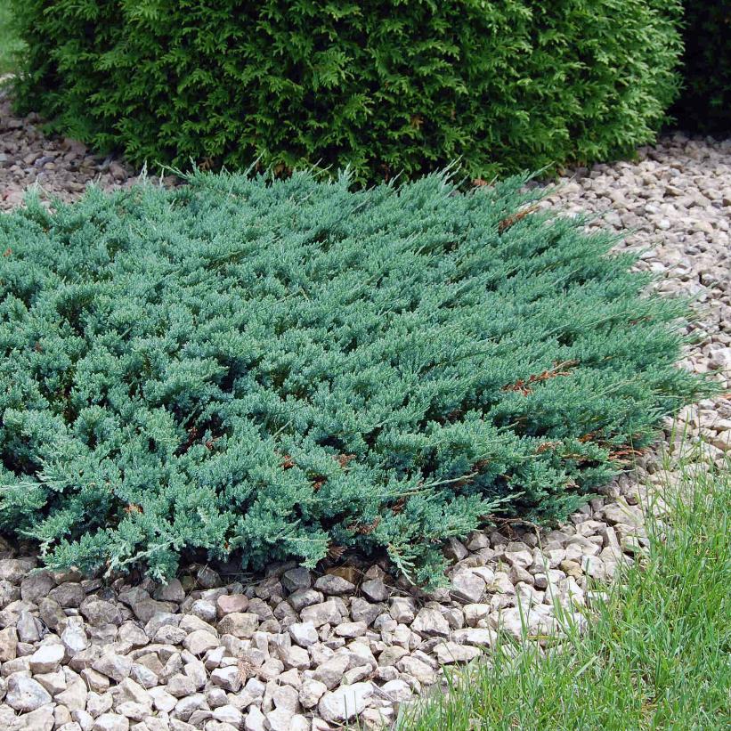 Blue Chip Juniper