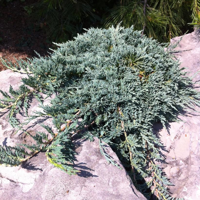 Icee Blue® Juniper