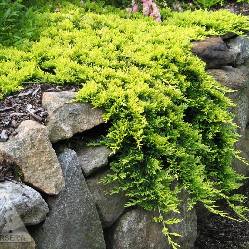 Mother Lode Juniper