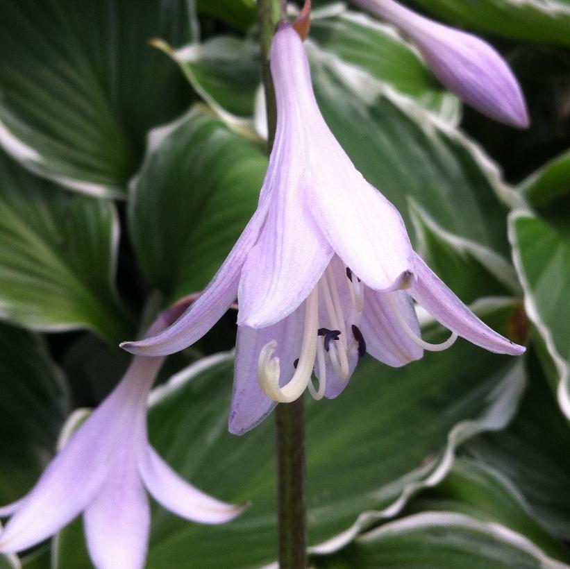 Fortunei Albomarginata Hosta