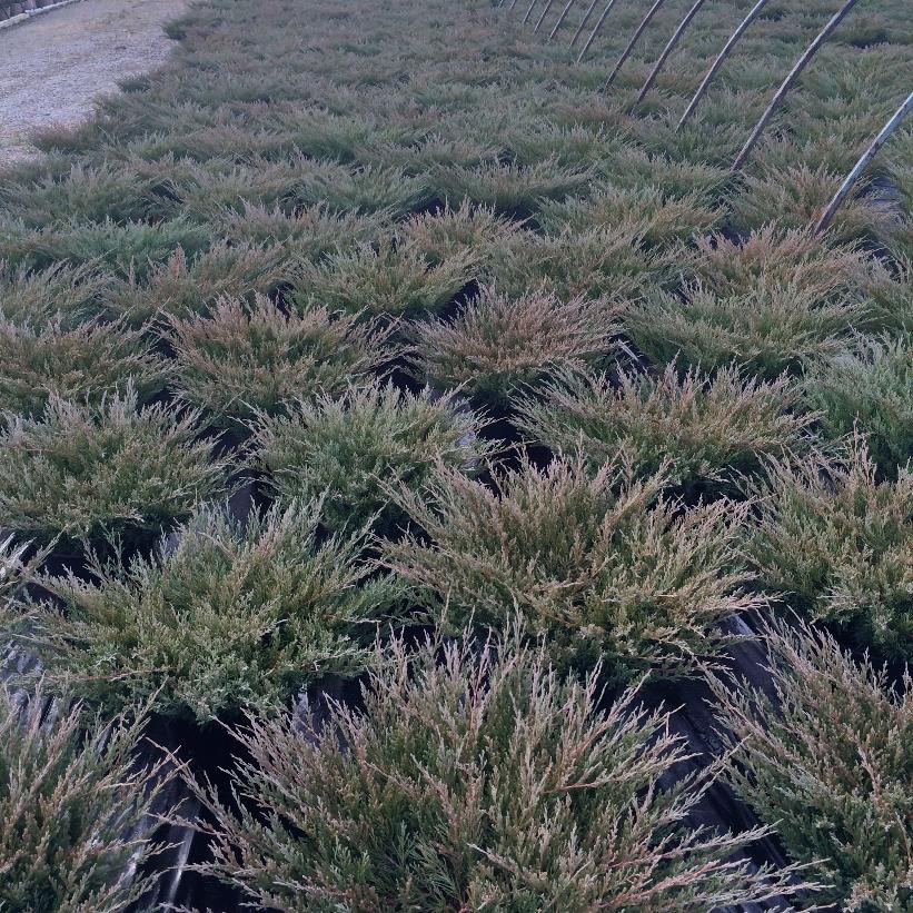 Compact Andorra Juniper