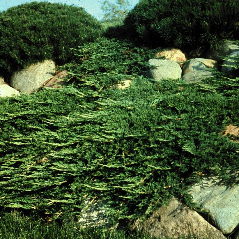 Prince of Wales Juniper