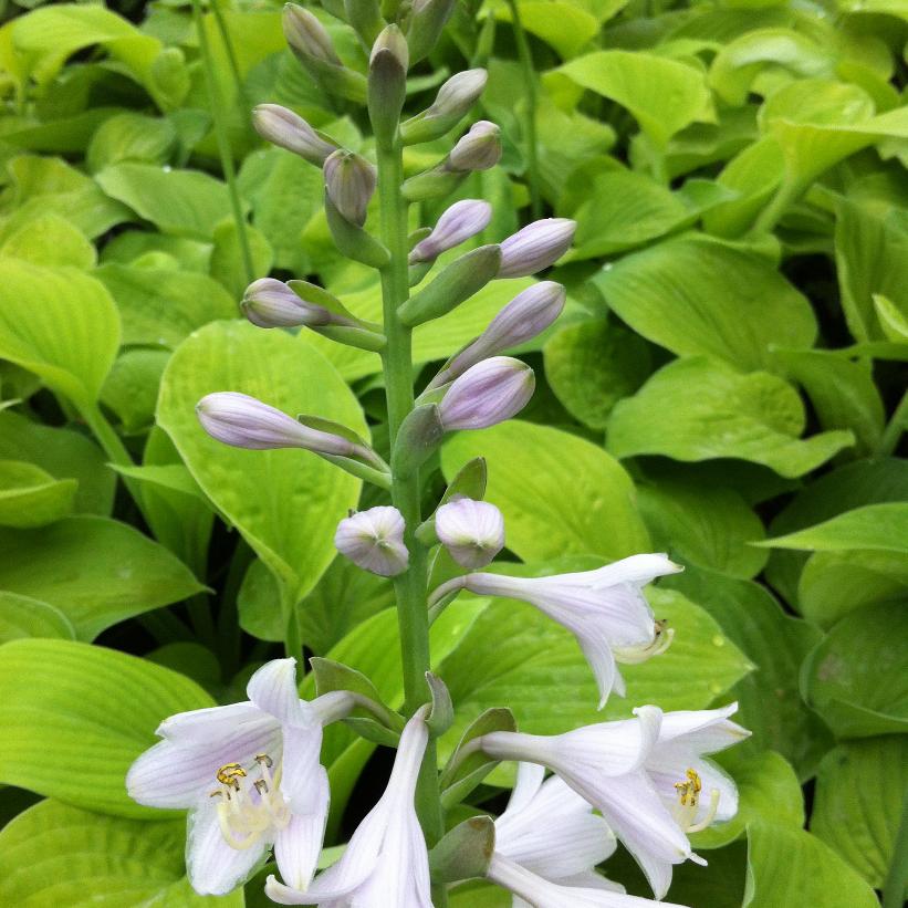 August Moon Hosta