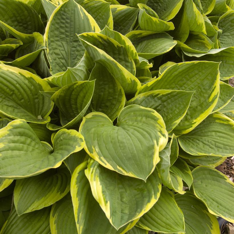 Fortunei Aureomarginata Hosta