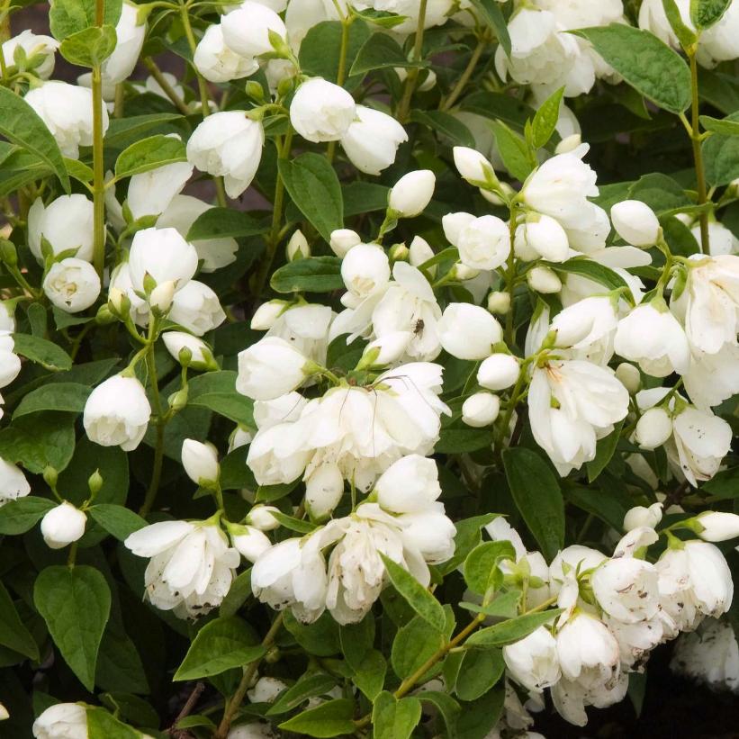 Snowbelle Mockorange