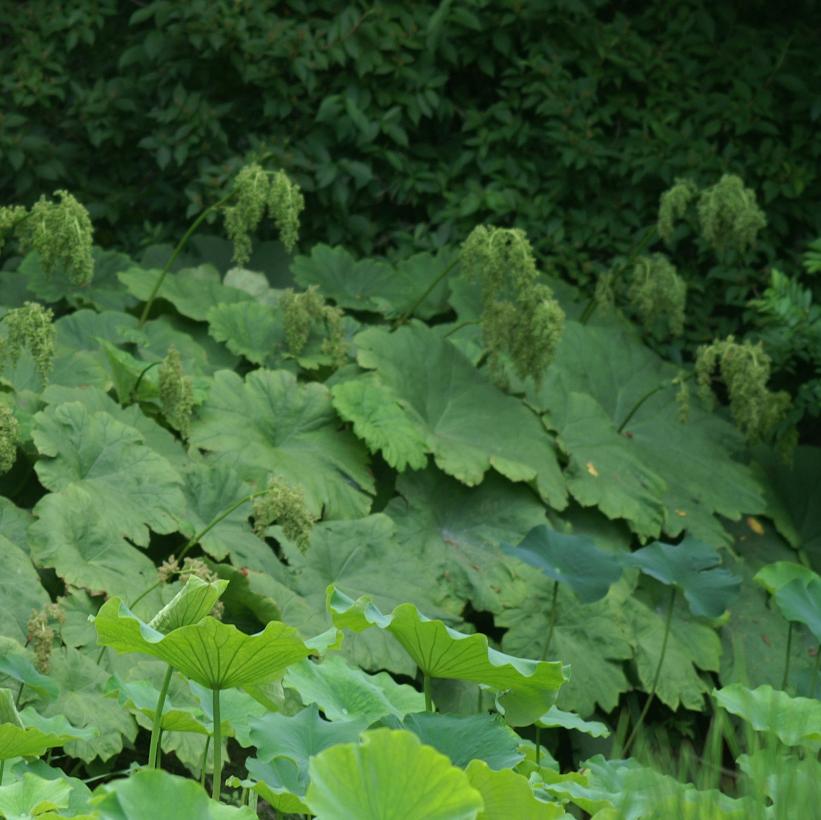 Shieldleaf Rodgersia