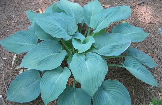Blue Angel Hosta