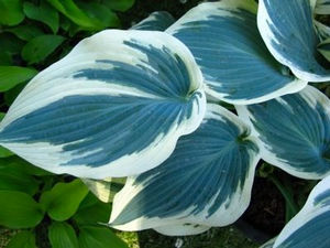 Blue Ivory Hosta