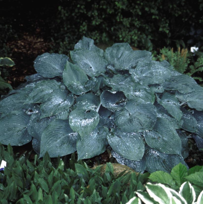 Blue Mammoth Hosta