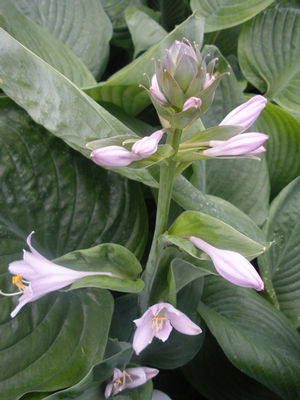 Blue Umbrellas Hosta