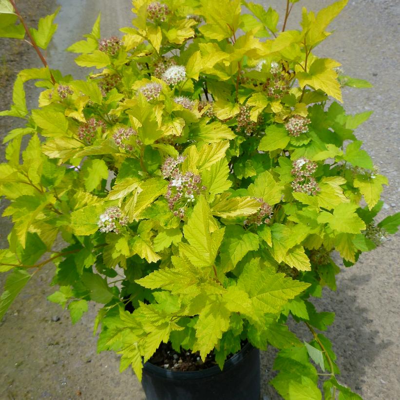 Luteus Golden Ninebark