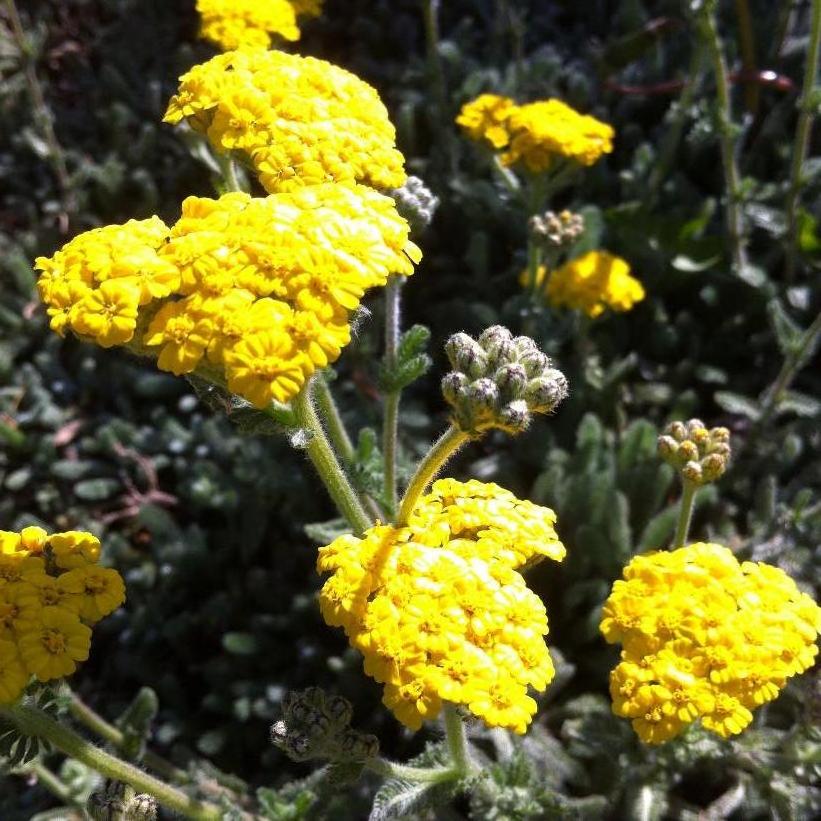 Aurea Yarrow
