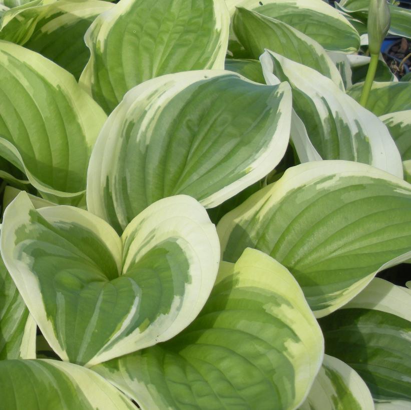 Diana Remembered Hosta