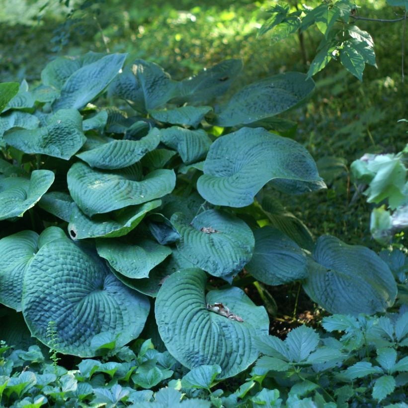 Elegans Hosta