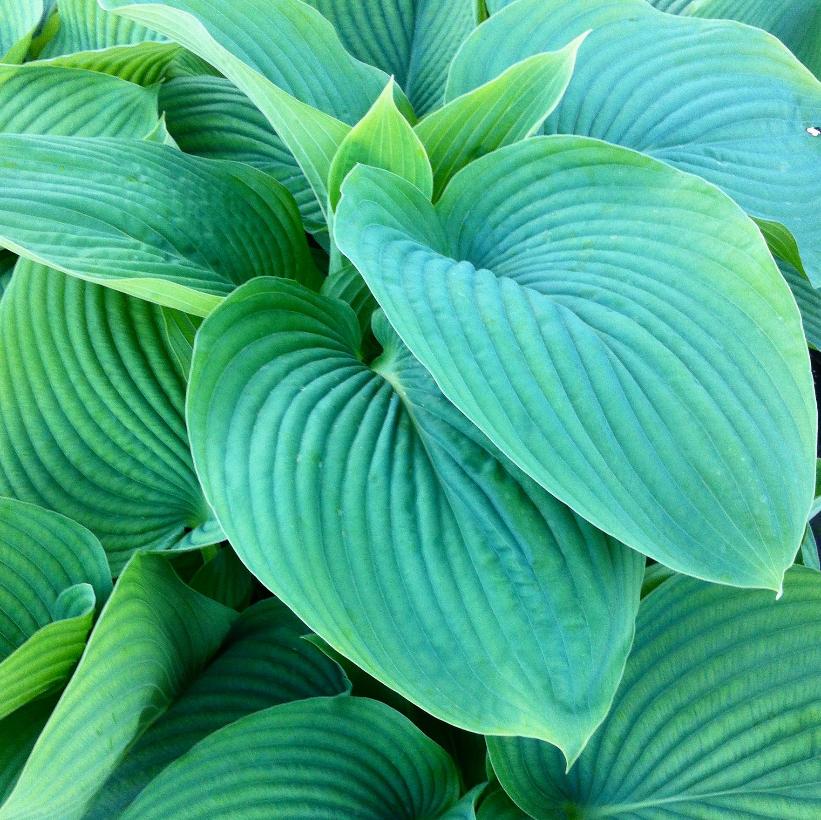 Empress Wu Hosta