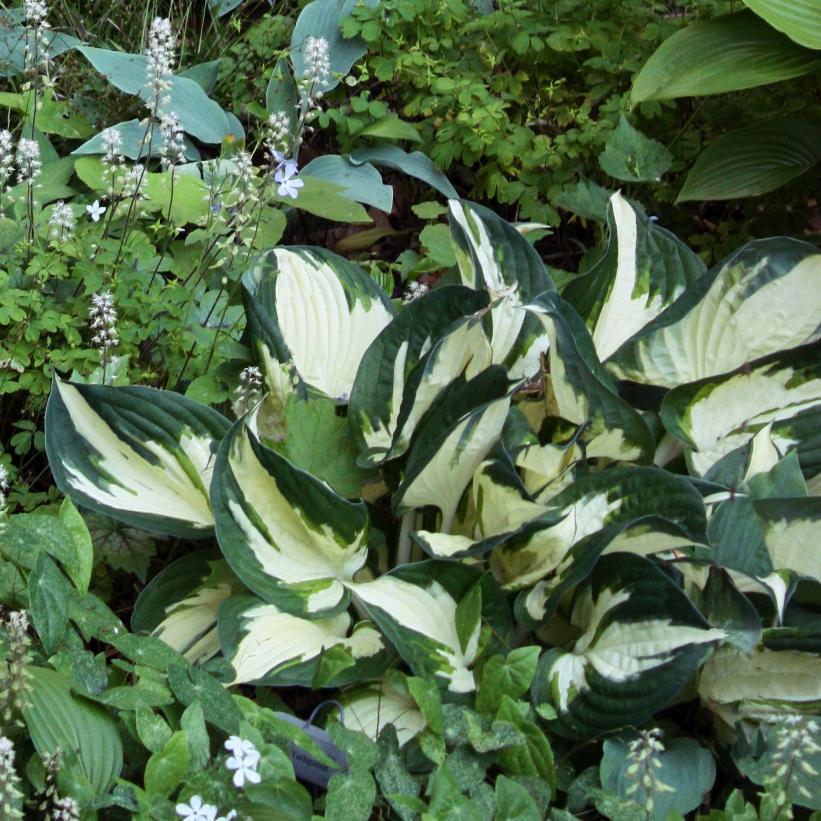 Fire and Ice Hosta