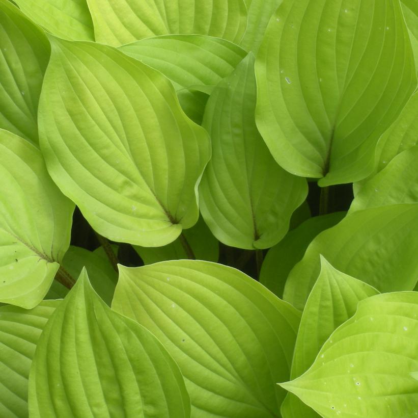 Fire Island Hosta