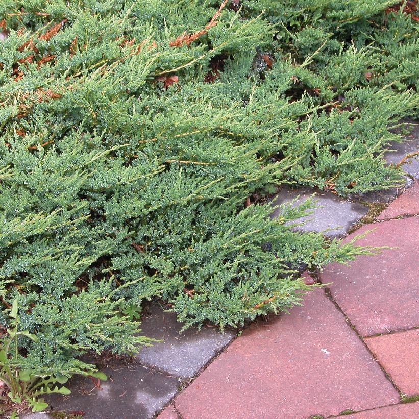 Blue Rug Juniper