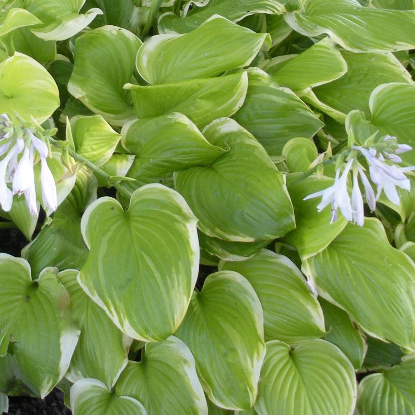 Fragrant Bouquet Hosta