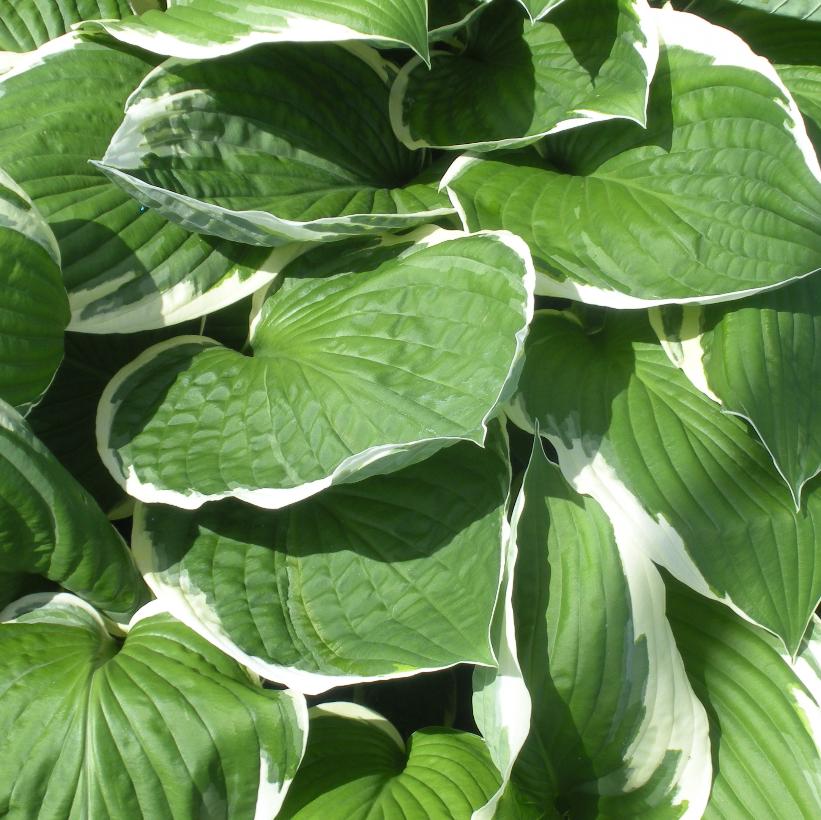 Francee Hosta