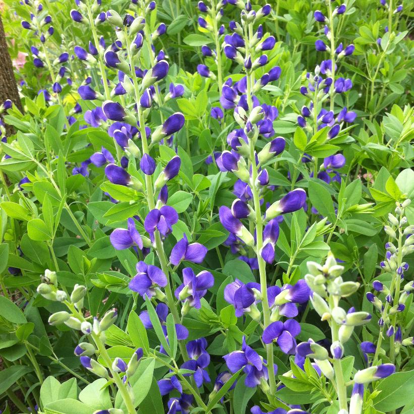 Blue False Indigo