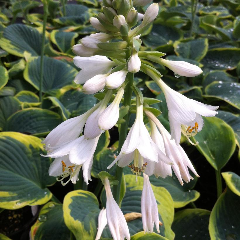 Frances Williams Hosta