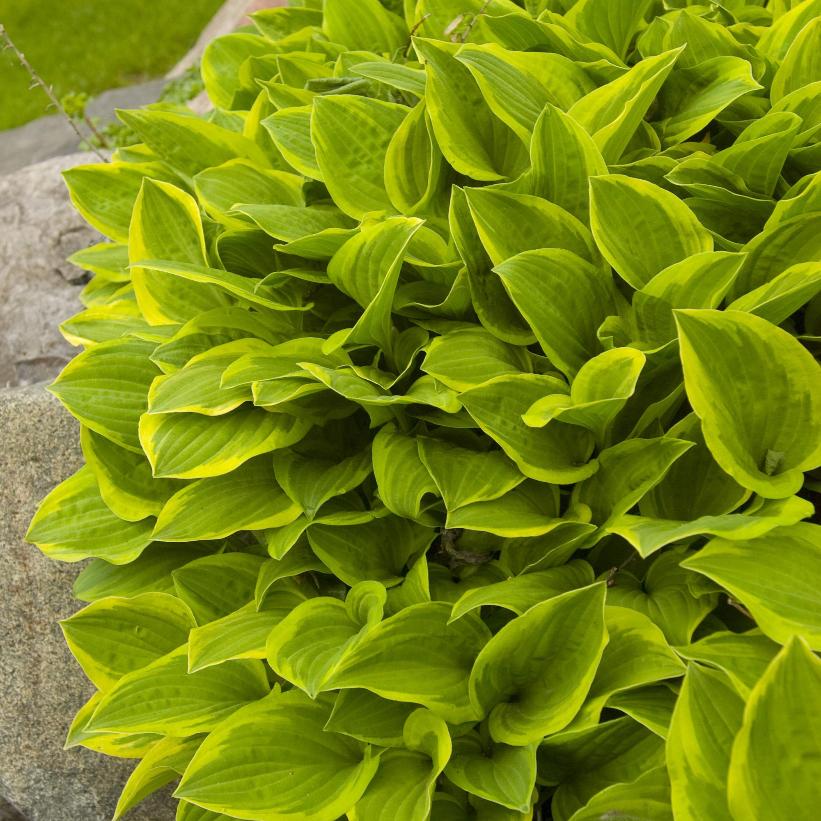 Golden Tiara Hosta