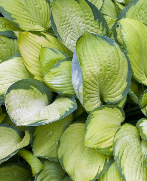 Gold Standard Hosta