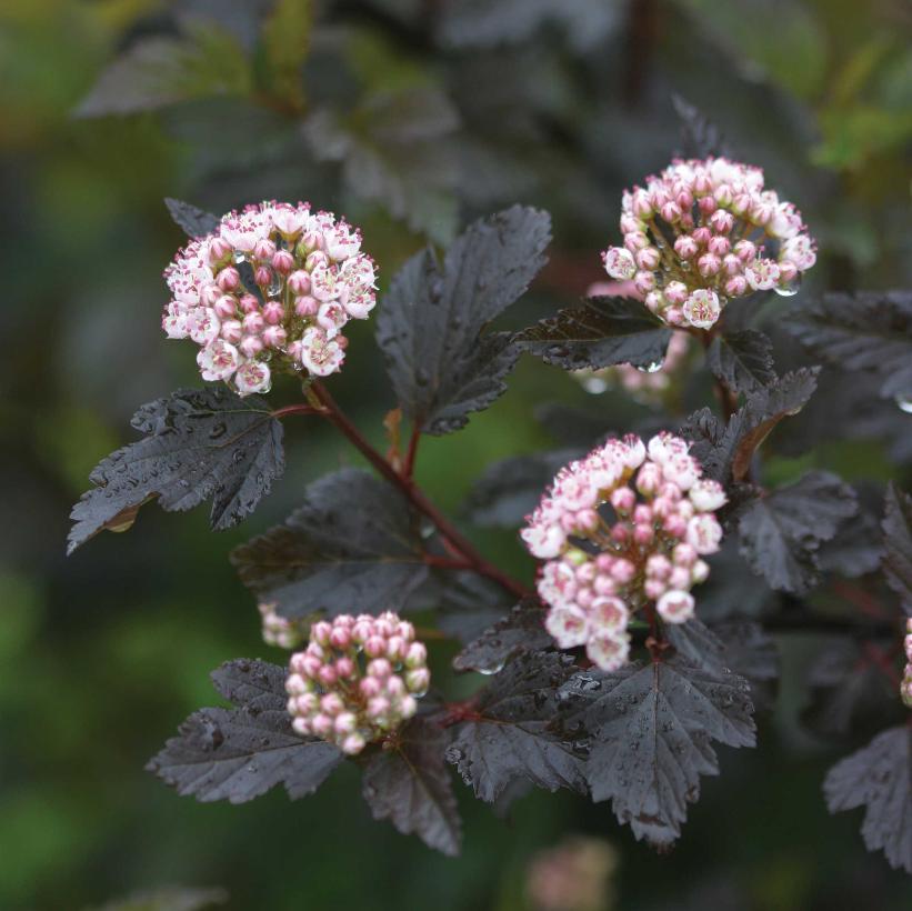 Seward Summer Wine® Ninebark