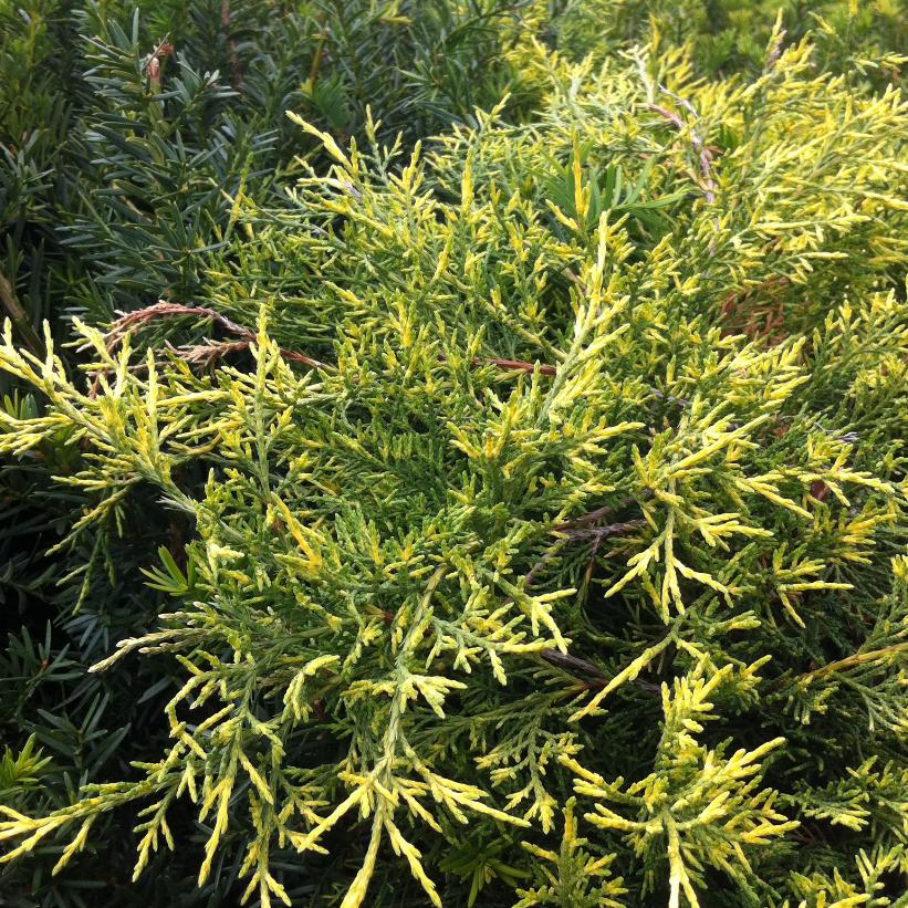 Old Gold Juniper