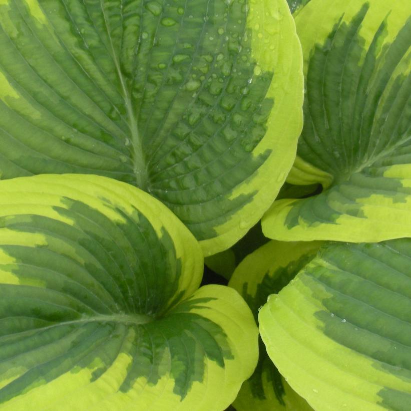 Great Arrival Hosta