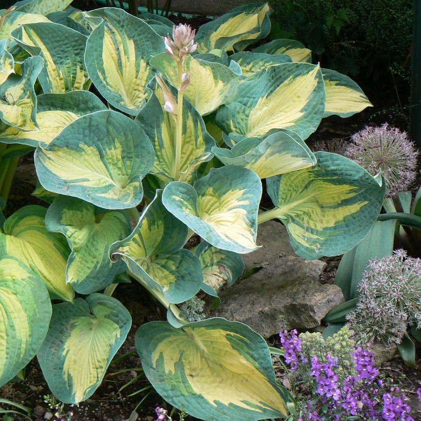 Great Expectations Hosta