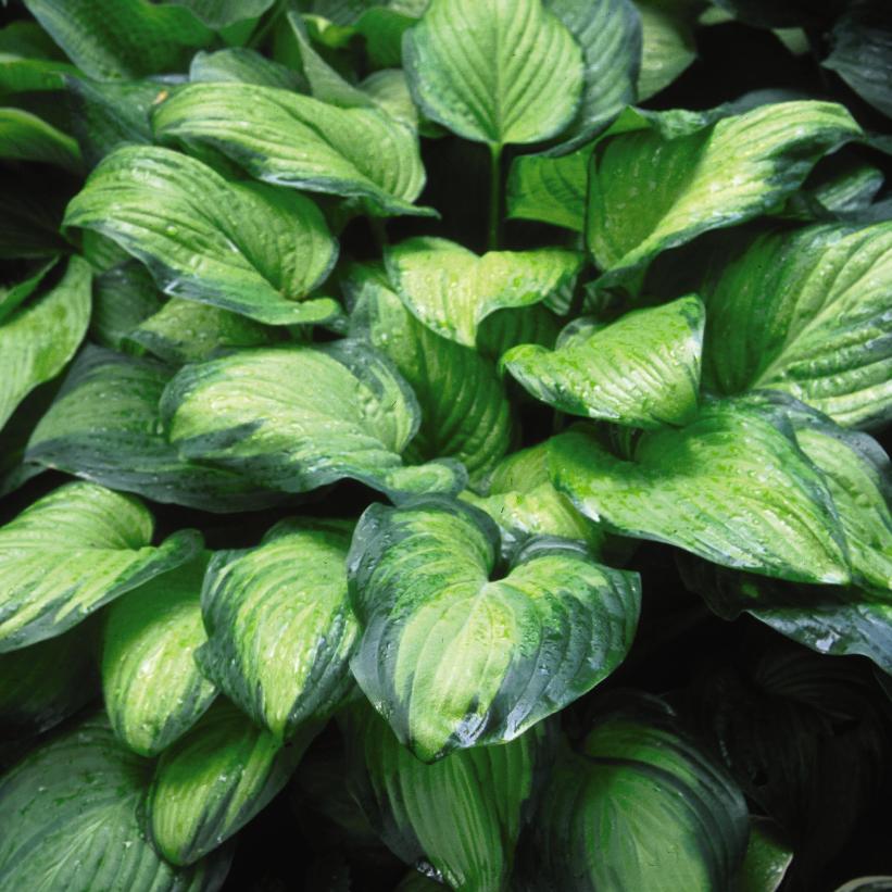 Guacamole Hosta
