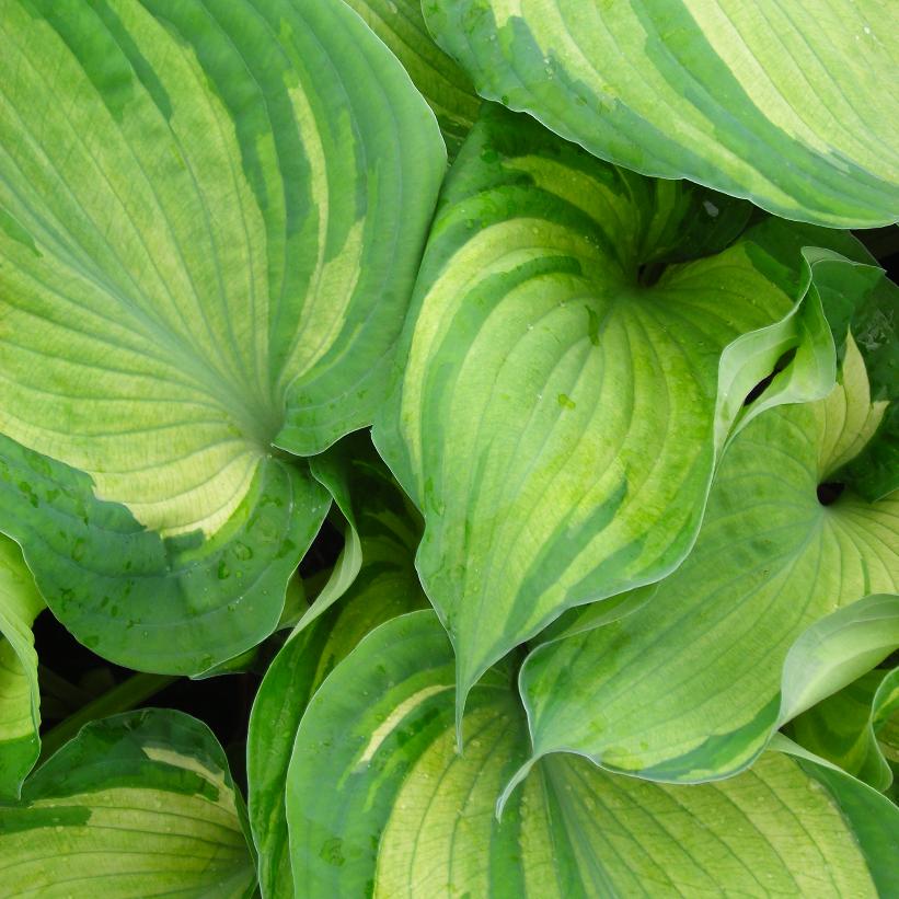 Guardian Angel Hosta