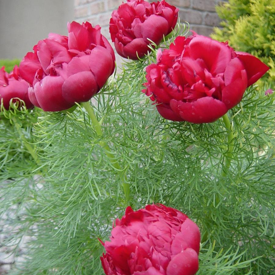 Rubra Plena Fernleaf Peony