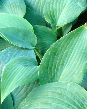 Hadspen Blue Hosta