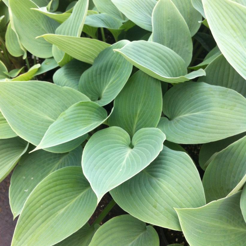 Halcyon Hosta