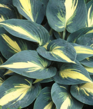 High Society Hosta
