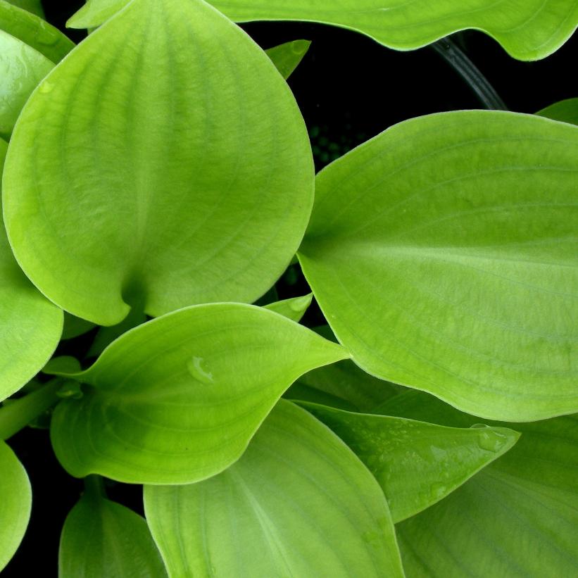 Invincible Hosta
