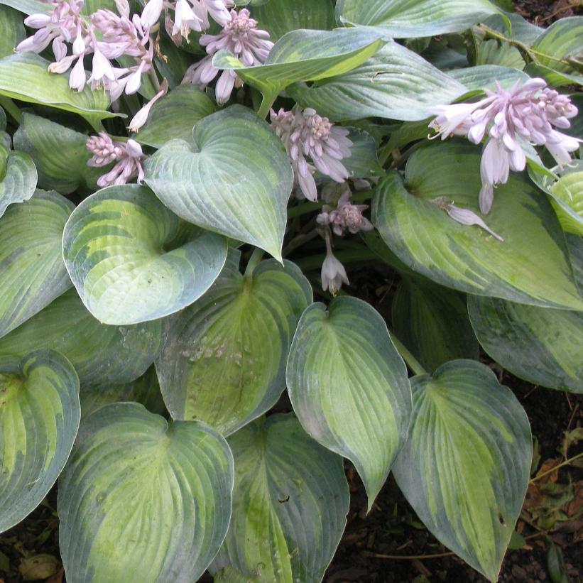 June Hosta
