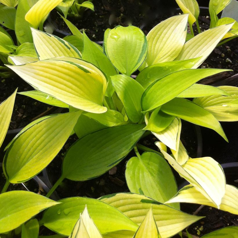 June Fever Hosta