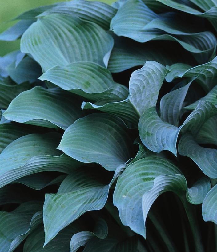 Krossa Regal Hosta