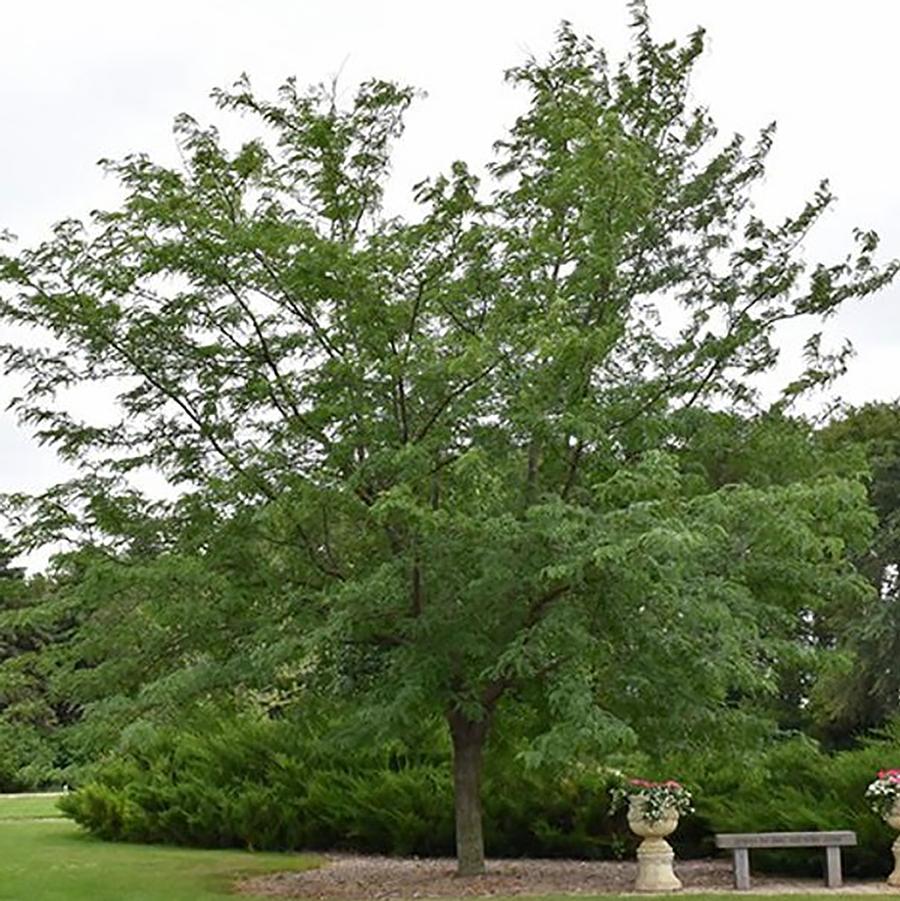 Thornless Honeylocust