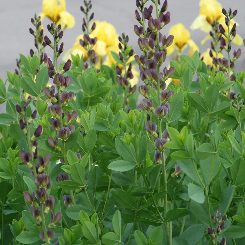 Twilite Prairieblues False Indigo