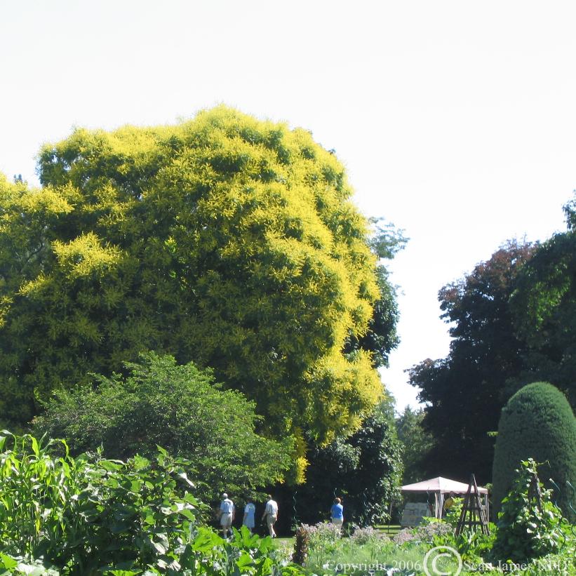 Golden Rain Tree