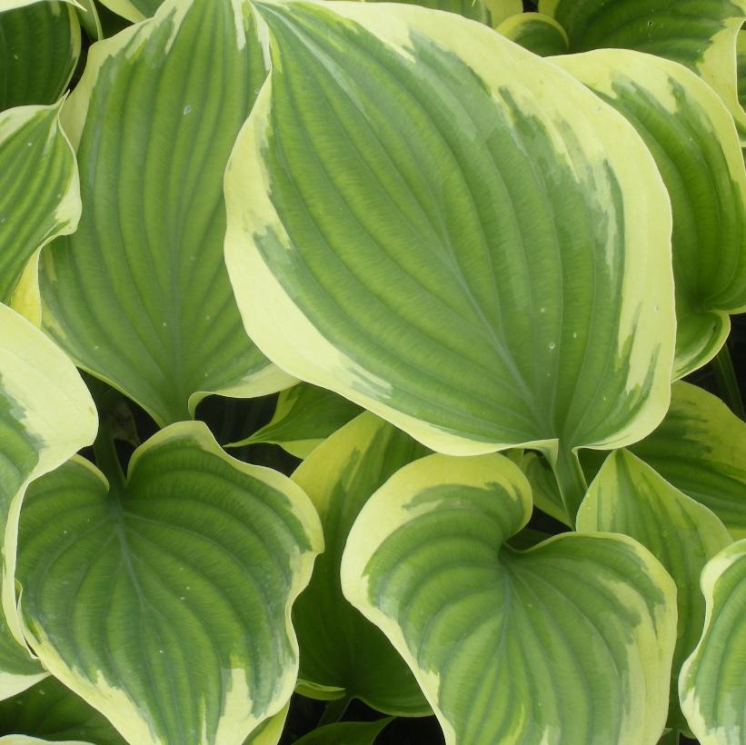 Liberty Hosta