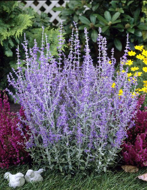 Little Spire Russian Sage