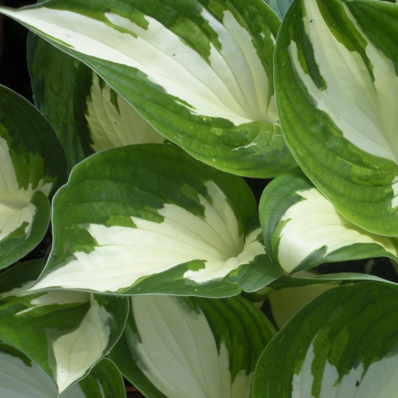 Loyalist Hosta